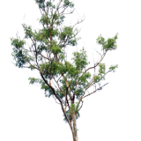 Clipart PNG Bundle (121 Images) – Transparent Background - Image 102